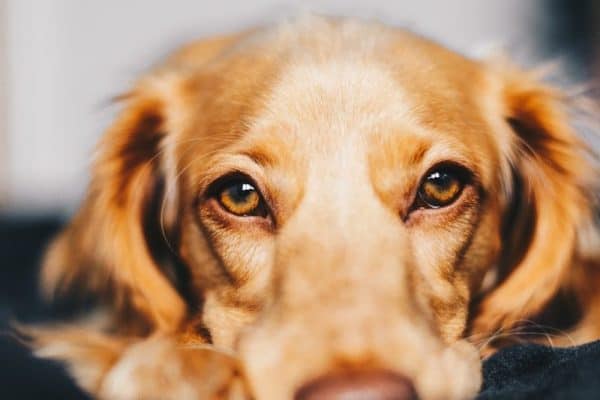 Quem convive de perto com cães pode sentir uma mudança surpreendente na mente, diz a psicologia