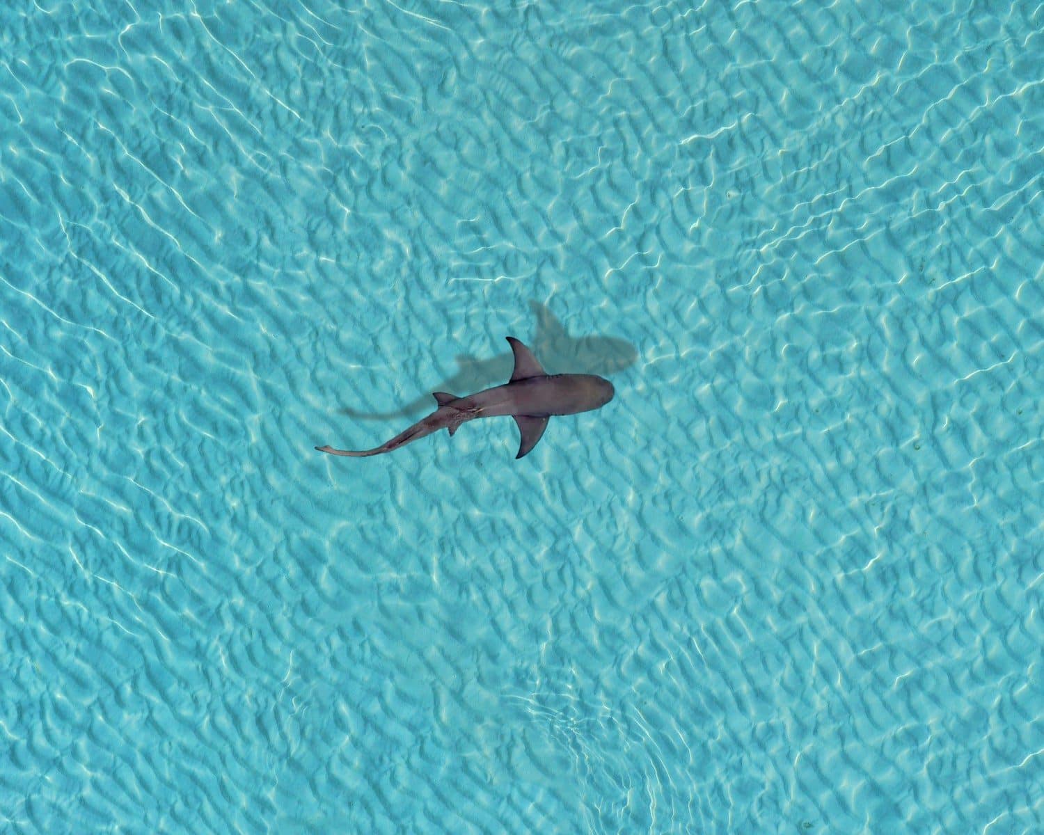 a shark swimming in a pool of water