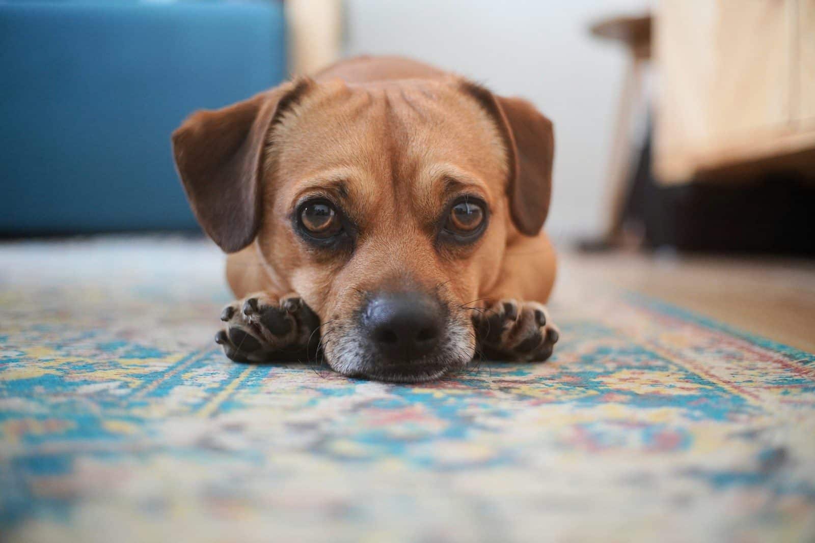 a brown dog laying on a blue rug
