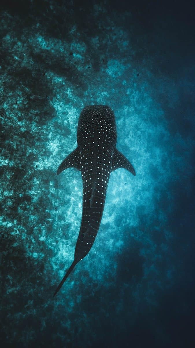 A whale shark with white spots swimming in deep blue ocean water