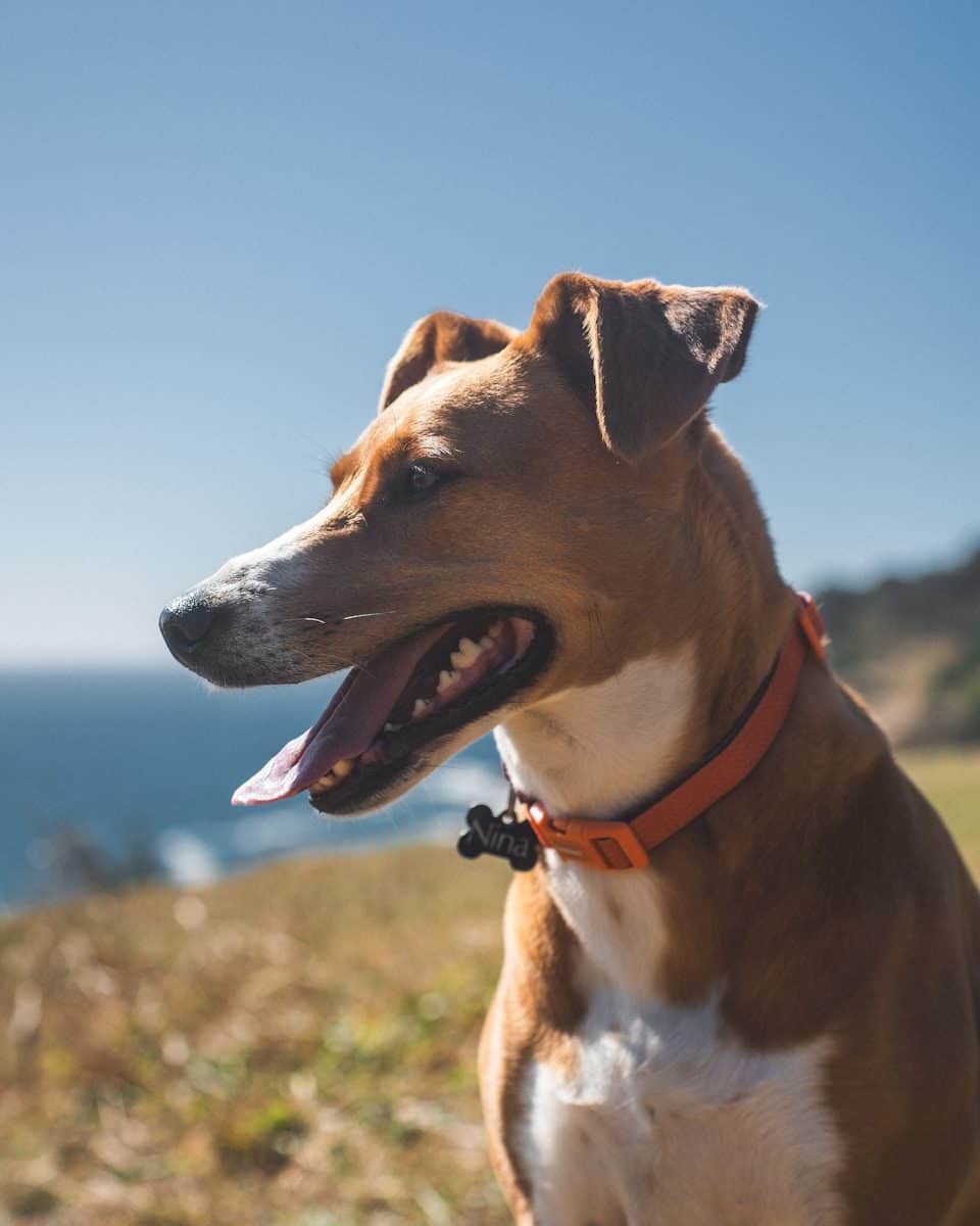 A coragem do animal transformou o caso em um dos assuntos mais comentados. (Créditos: Unsplash / Nando Martins)