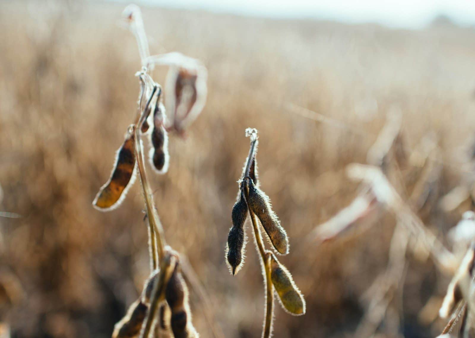 Diferentes alimentos podem ser produzidos a partir da soja. (Créditos: Unsplash / Kelly Sikkema)