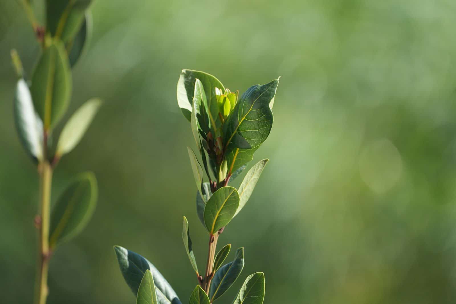 Green leaves on a branch with soft background