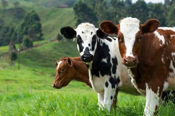 Brasil tem mais animais do que gente em alguns lugares: cidade chama atenção por número de galinhas