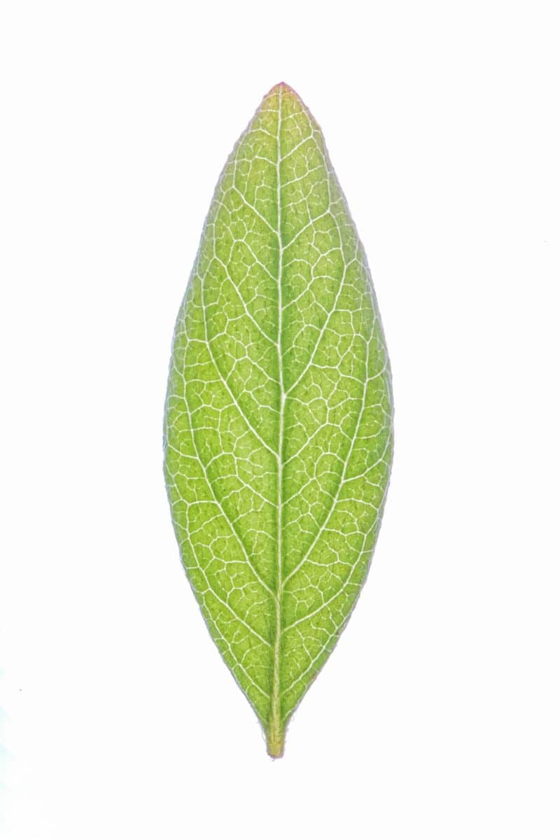 green leaf with white background