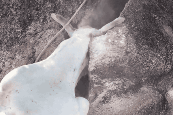 Boi fica com a cabeça presa em pedra e agricultor improvisa resgate