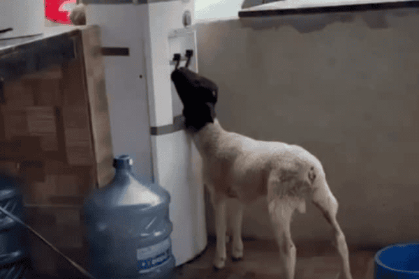 Cabrito é flagrado tomando água gelada em bebedouro e cena viraliza