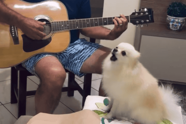 Cachorrinho mostra talento em dueto improvisado e faz sucesso nas redes sociais
