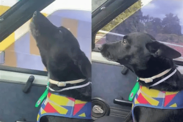 Cachorro “canta” música infantil ao lado da tutora e vídeo viraliza
