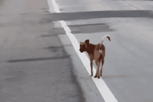 Cachorro caramelo chama atenção ao caminhar em rodovia sem sair da linha