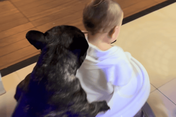 Cachorro empurra andador e ajuda bebê a se movimentar pela casa em cena fofa