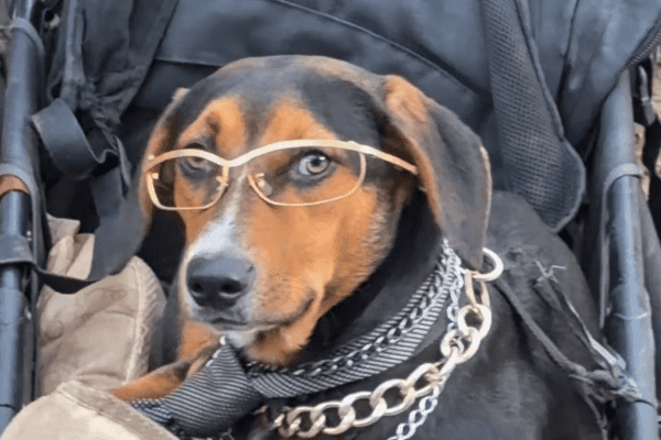 Cachorro estiloso de óculos e correntes em carrinho de bebê vira sensação nas redes sociais