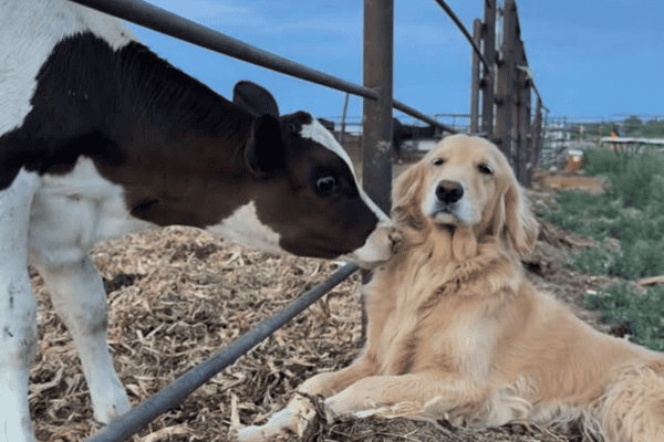 Cachorro ganha ‘banho’ de lambidas de bezerro e vídeo fofo viraliza na internet