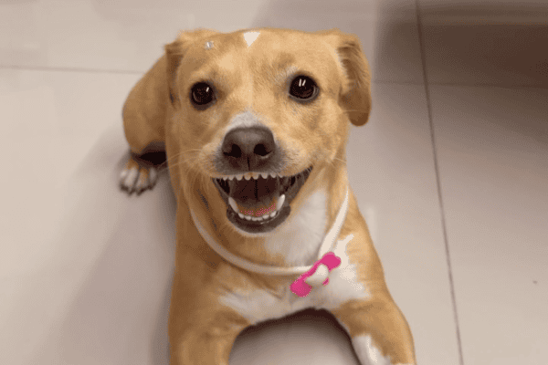 Cadelinha caramelo exibe sorriso encantador e vira sensação na internet