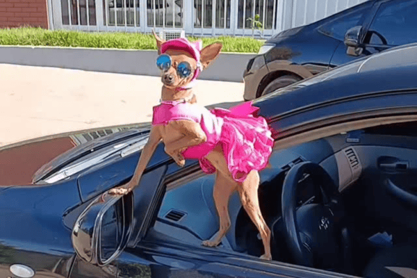 Cadelinha rouba a cena com look rosa e pose de artista em Minas Gerais
