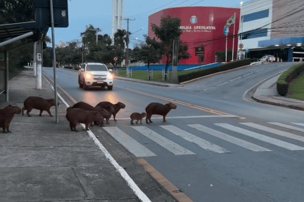 Capivaras atravessam avenida pela faixa de pedestres e cena viraliza em Cuiabá