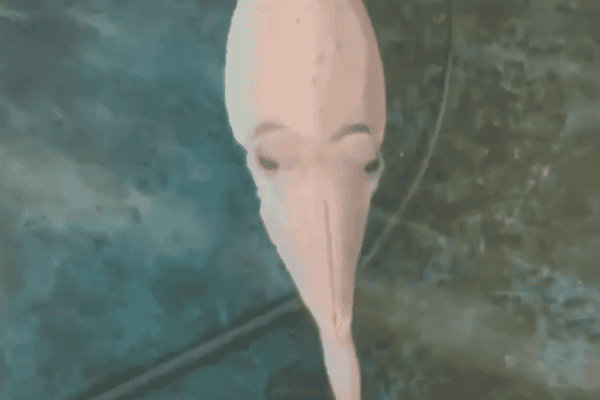 Conheça a sépia, um dos animais marinhos mais impressionantes do oceano