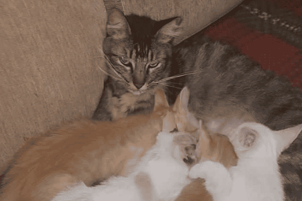 Vídeo de filhotes tentando mamar em gato macho viraliza nas redes sociais