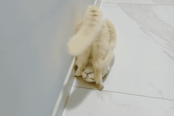 Gatinho surpreende ao dar cambalhotas e faz sucesso nas redes sociais