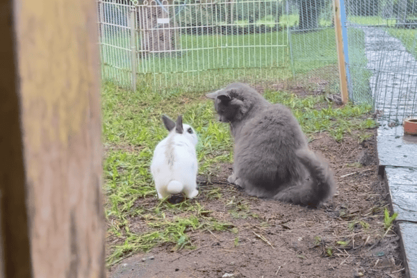 Gato e coelho protagonizam disputa inusitada e cena viraliza nas redes sociais