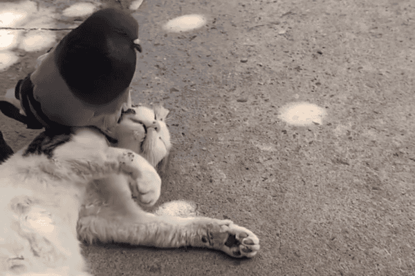 Gato leva susto ao ser acordado por pombo e reage com patadas