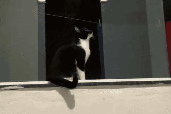 Gato obediente atende pedido da tutora e surpreende ao fechar janela sozinho