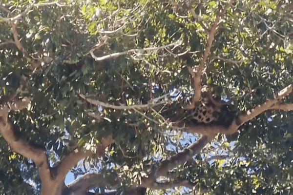 Homem avista onça-pintada camuflada em árvore durante passeio de barco no Pantanal