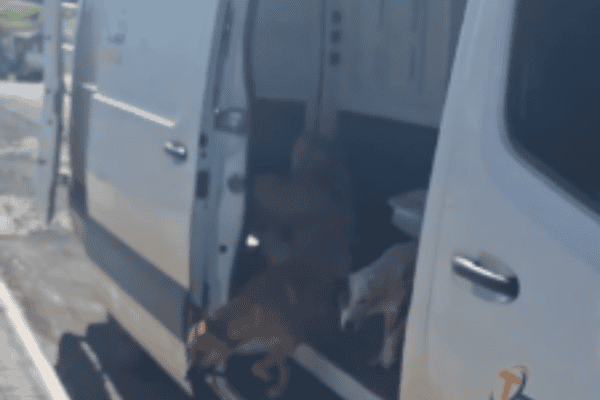 Homem deixa van aberta e se surpreende ao encontrar vários cachorros dentro