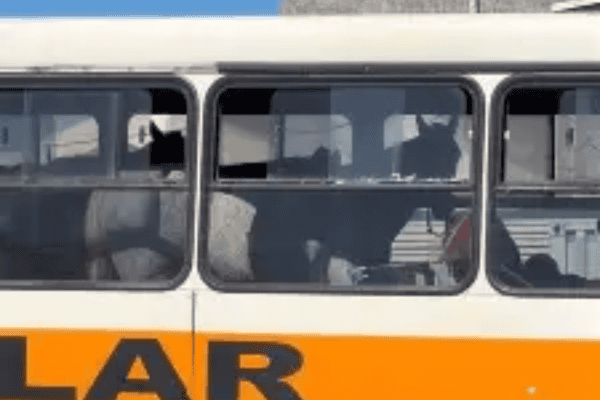 Homem flagra ônibus escolar cheio de cavalos e vídeo viraliza