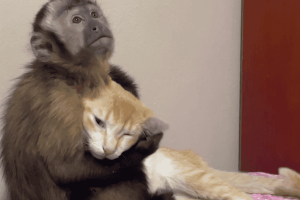 Macaco e gato protagonizam momento de carinho e cena viraliza