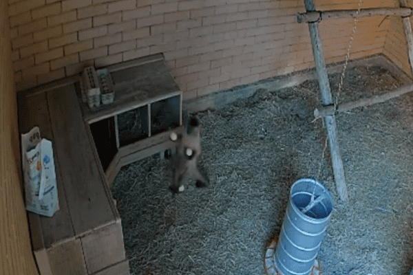 Macaco-prego é flagrado pegando ovos de galinheiro e ainda encara câmera durante travessura