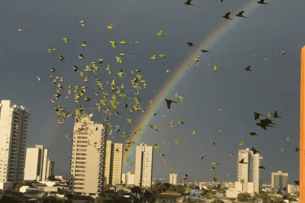 Periquitos protagonizam cena impressionante ao voar diante de um arco-íris