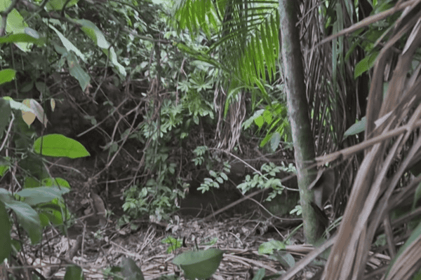 Pescador fica cara a cara com onça-pintada durante pescaria e registra encontro raro