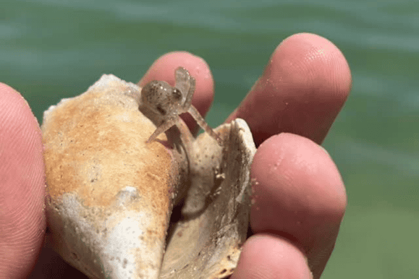 Registro raro mostra como é um polvo recém-nascido e encanta amantes da vida marinha