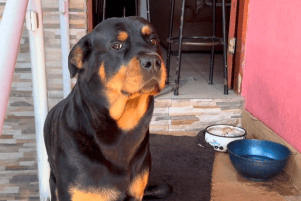 Rottweiler posa para fotos e conquista internautas com simpatia