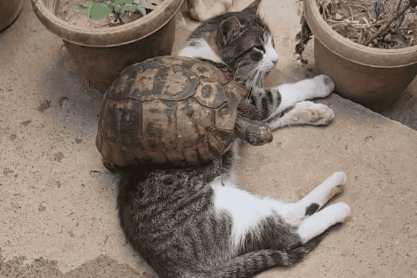 Tartaruga sobe em gato e reação do felino viraliza nas redes sociais