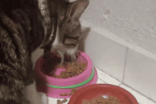 Tutora encontra gato com cobra enrolada no pescoço e cena chama atenção