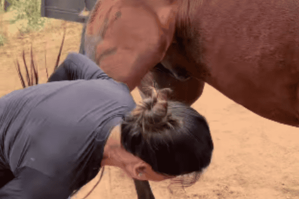 Veterinária leva coice de cavalo e cena viraliza nas redes sociais