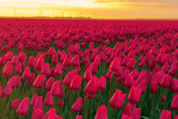 Vídeo mostra a beleza impressionante de um campo tomado por tulipas coloridas
