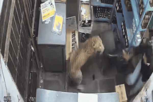 Leopardo invade loja e ataca funcionário; vídeo registra momento de tensão
