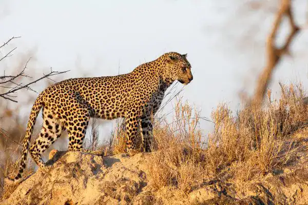 Leopardo ferido surpreende guarda florestal ao escapar e o ataca durante resgate