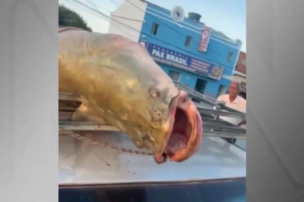 Como pirarucu de 2,4 metros e 137 quilos de espécie invasora foi pescado em unidade de conservação