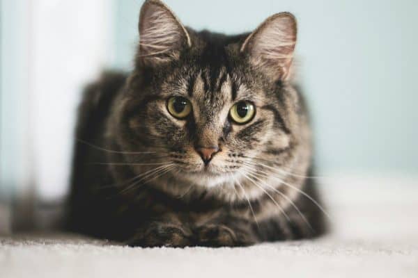 Seu gato amassa pãozinho? O gesto pode significar muito mais do que carinho