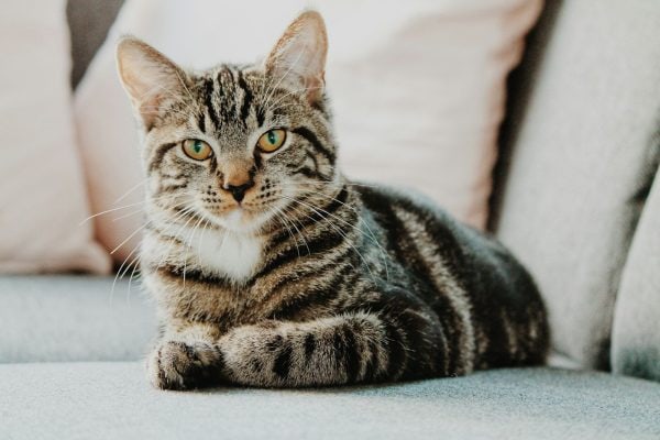 Gatos podem ajudar a desvendar novos caminhos contra o câncer em humanos, aponta estudo