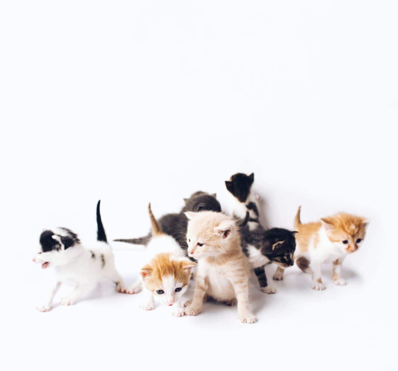 assorted-color kittens