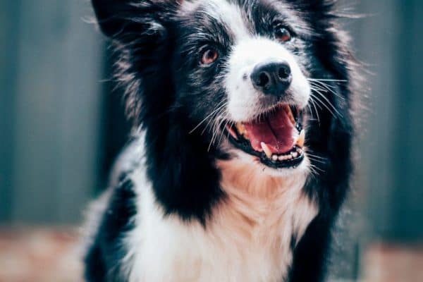 Seu cachorro inclina a cabeça quando você fala? A ciência explica esse comportamento