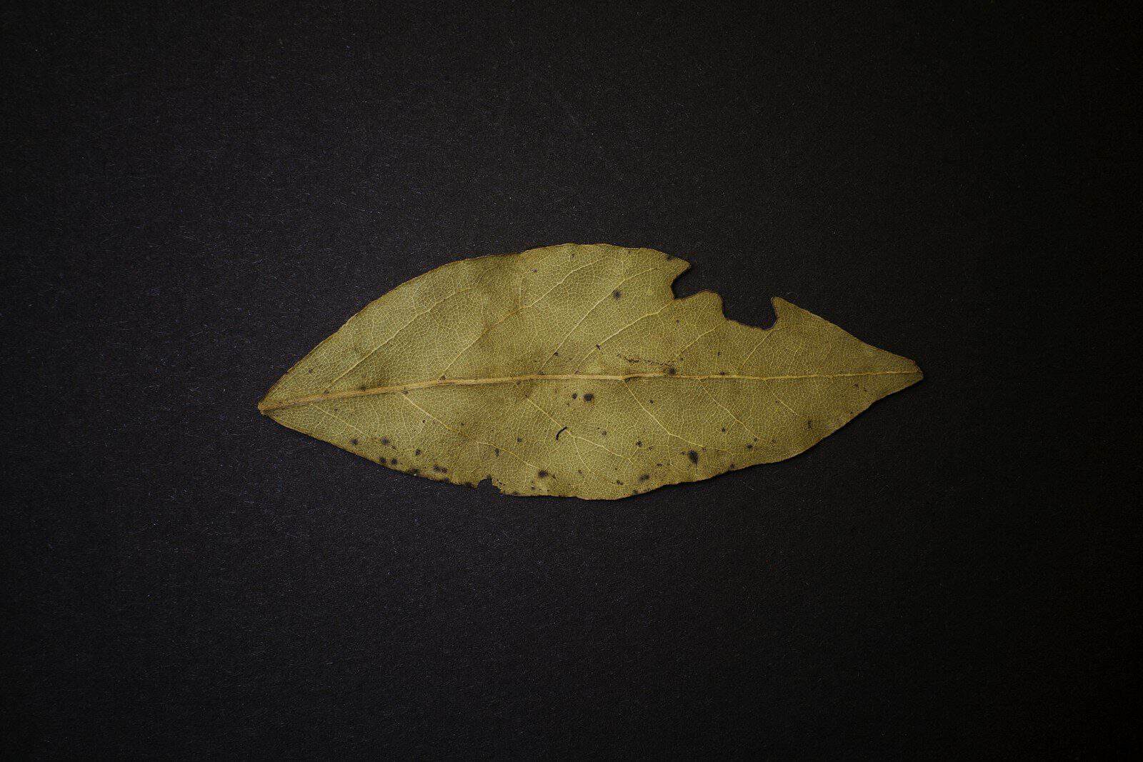 A single dried bay leaf on a dark background