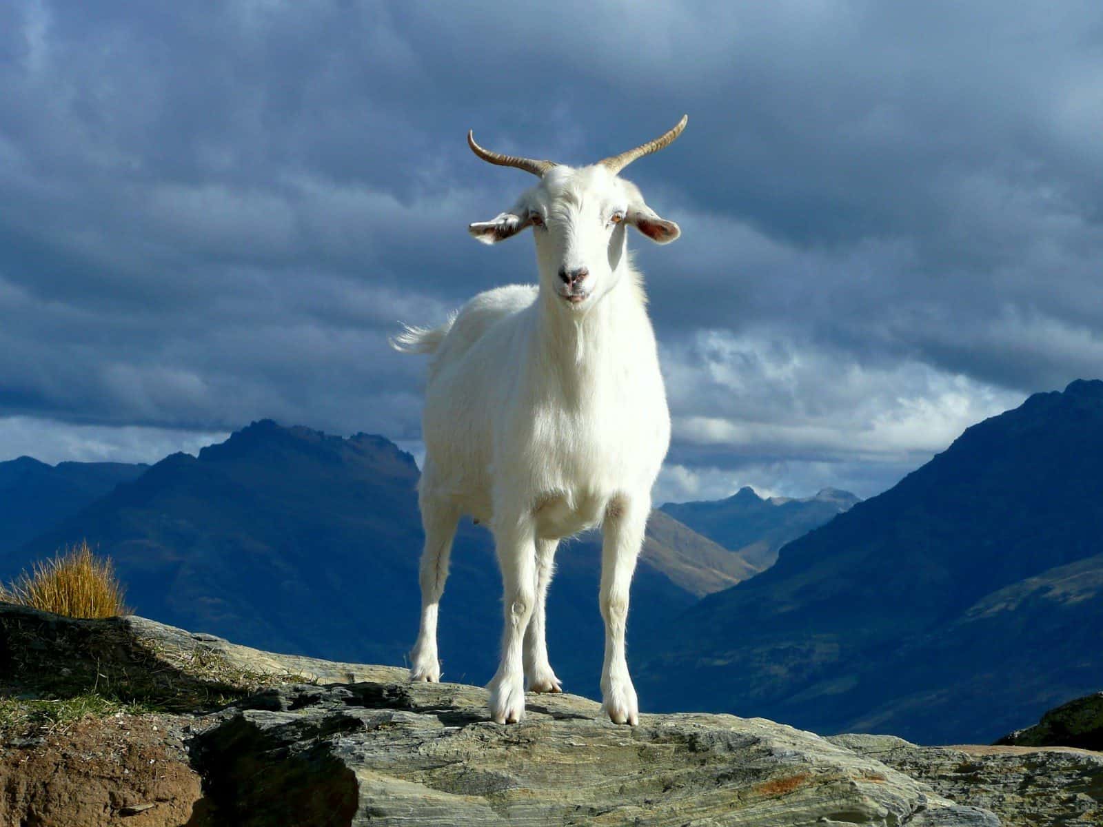 A white goat with curved horns on a rocky outcrop against dark mountains