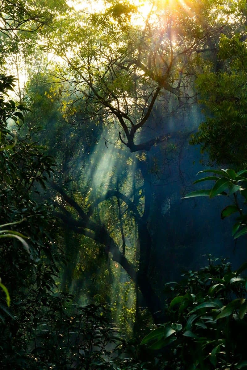 the sun is shining through the trees in the forest