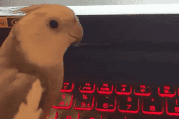 Calopsita interrompe jogo para pedir carinho e momento fofo viraliza